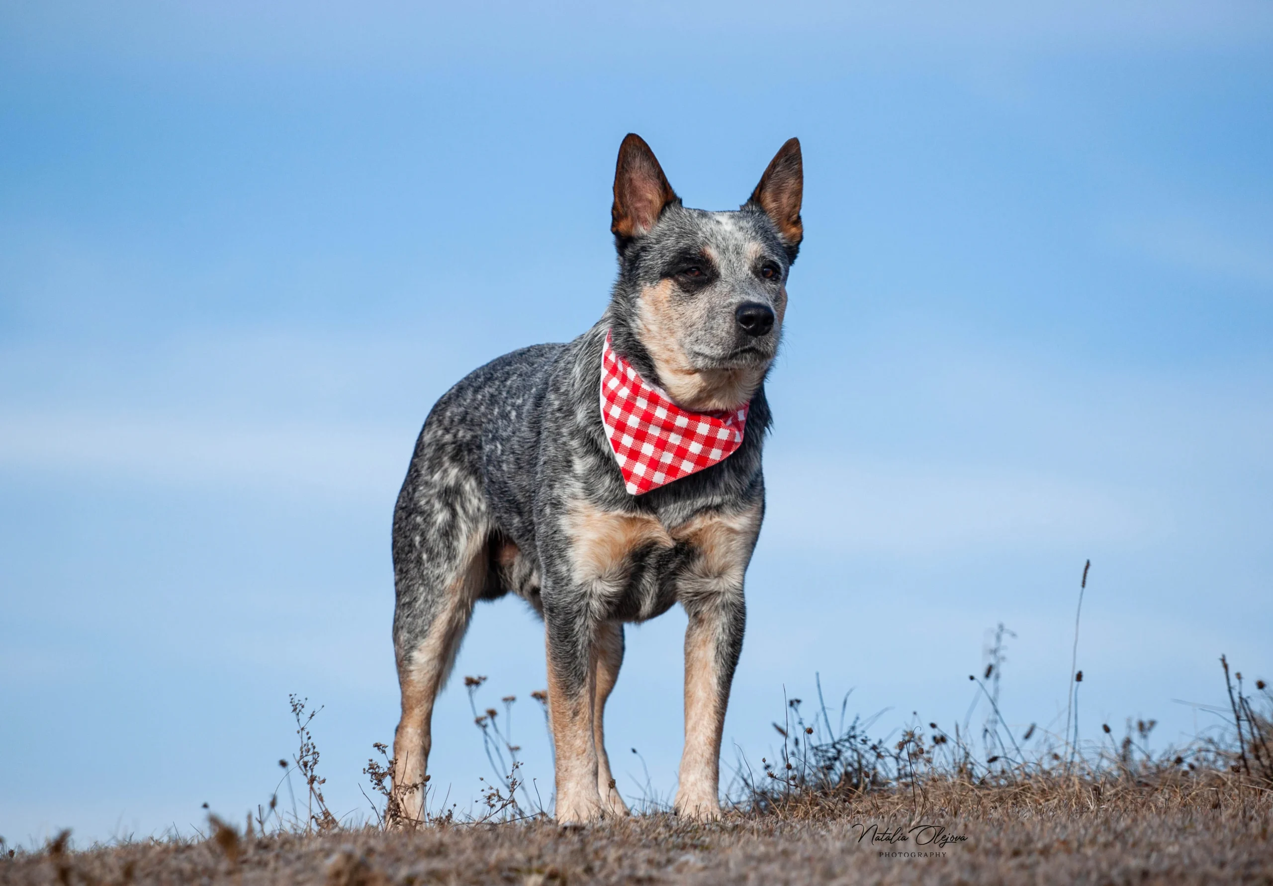 Adahy Warrigal Paws