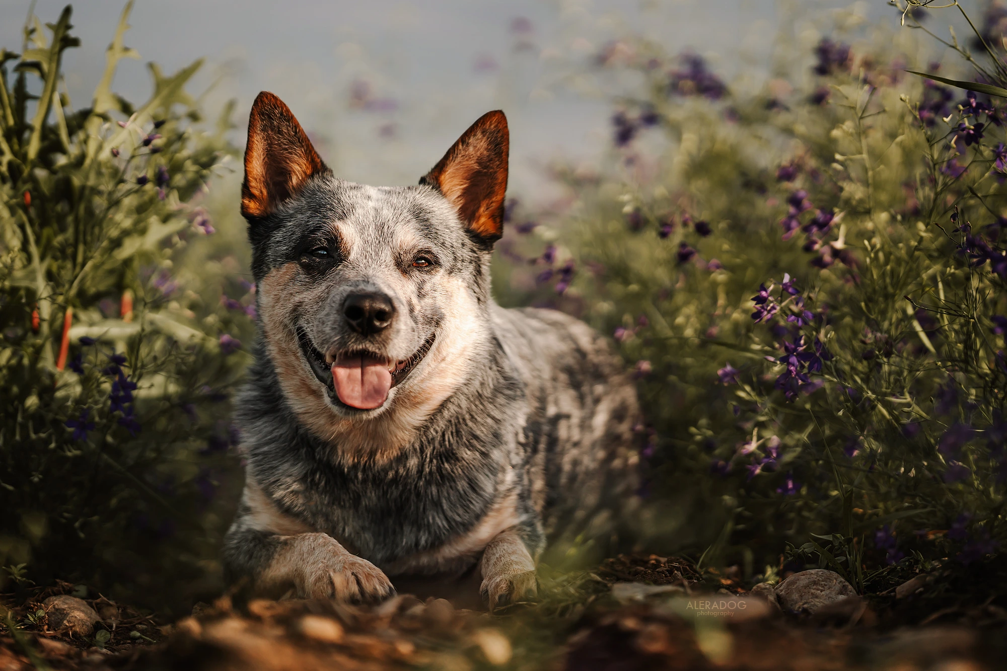 Adahy Warrigal Paws