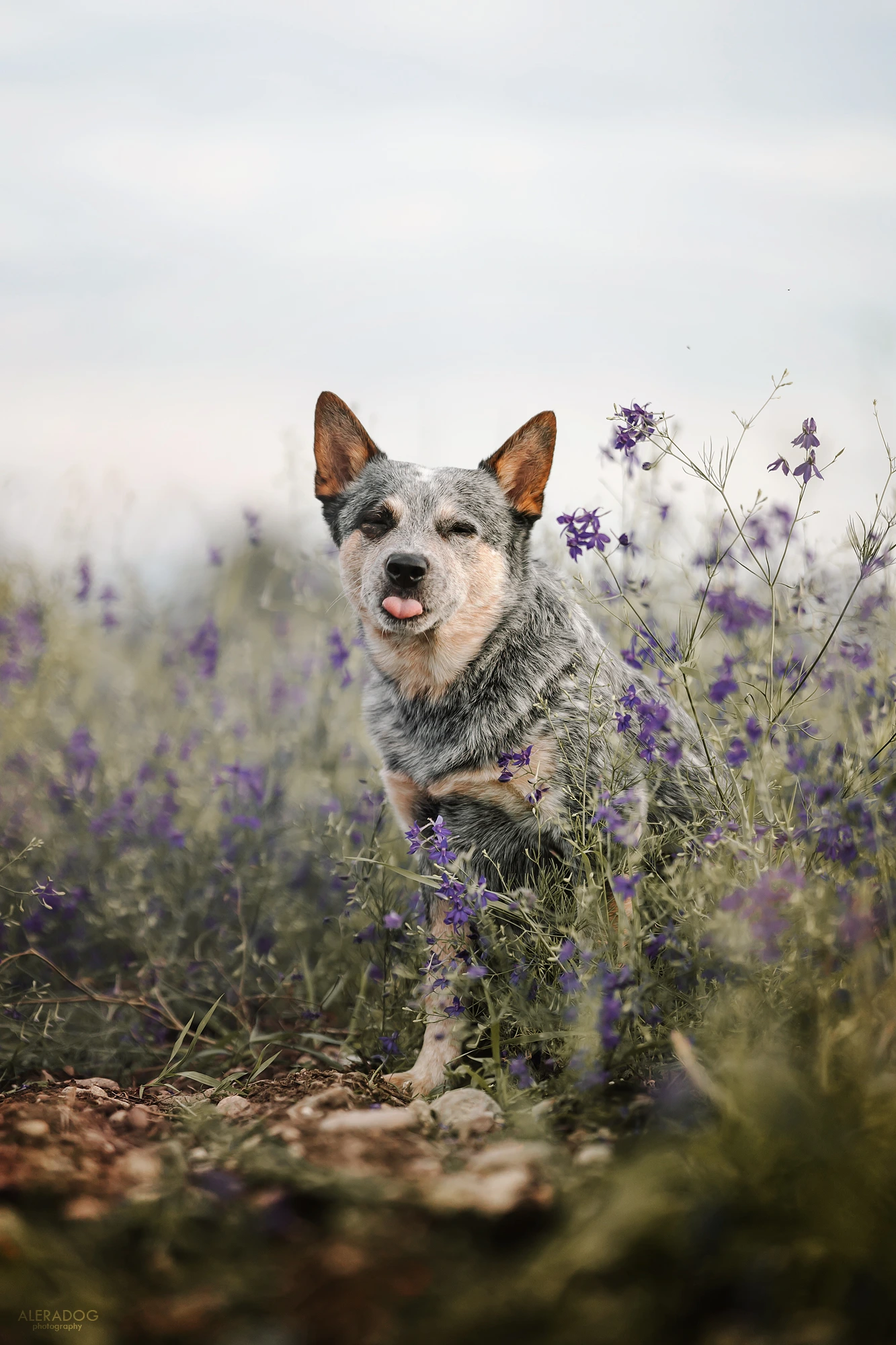 Adahy Warrigal Paws