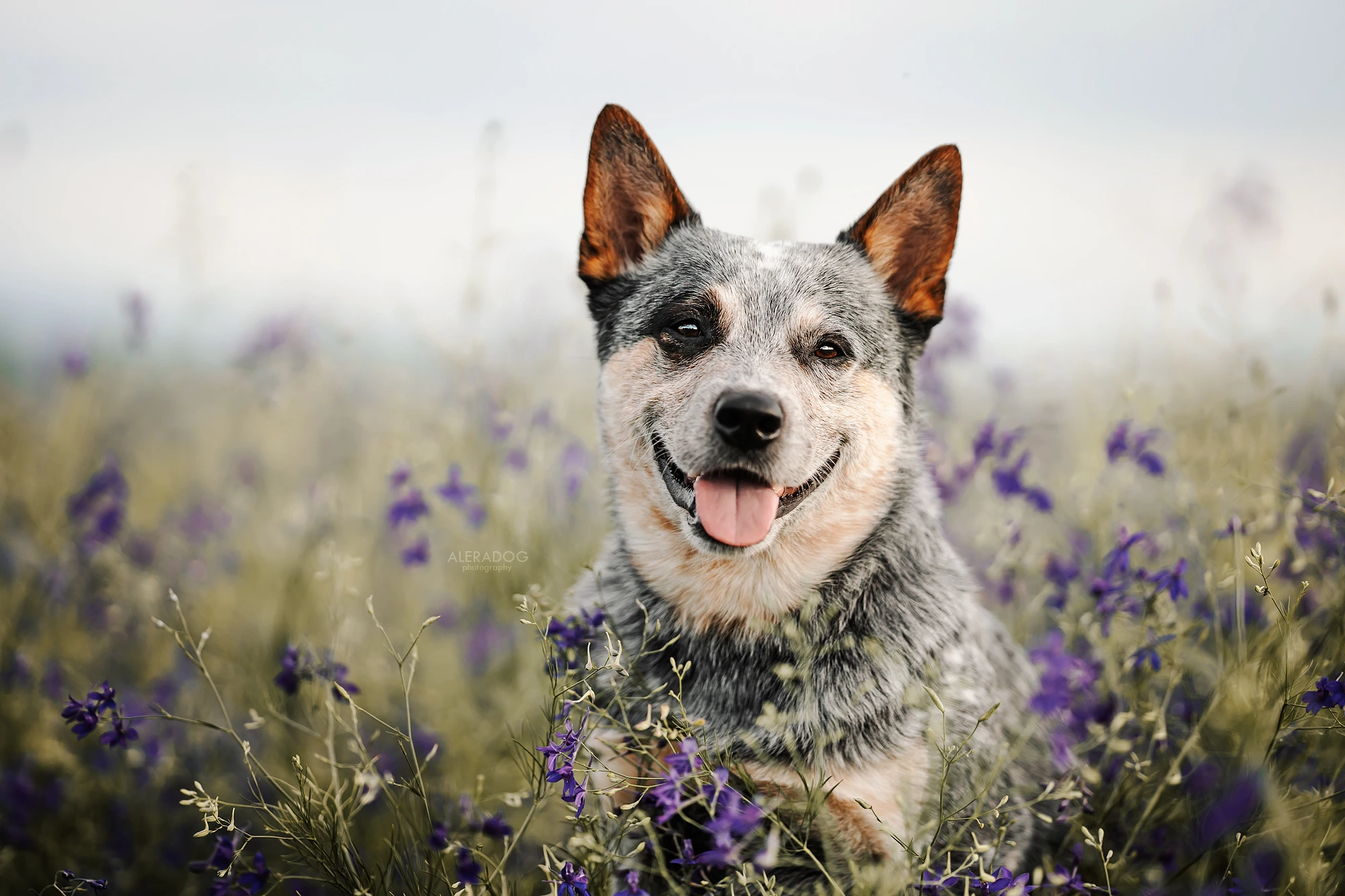 Adahy Warrigal Paws