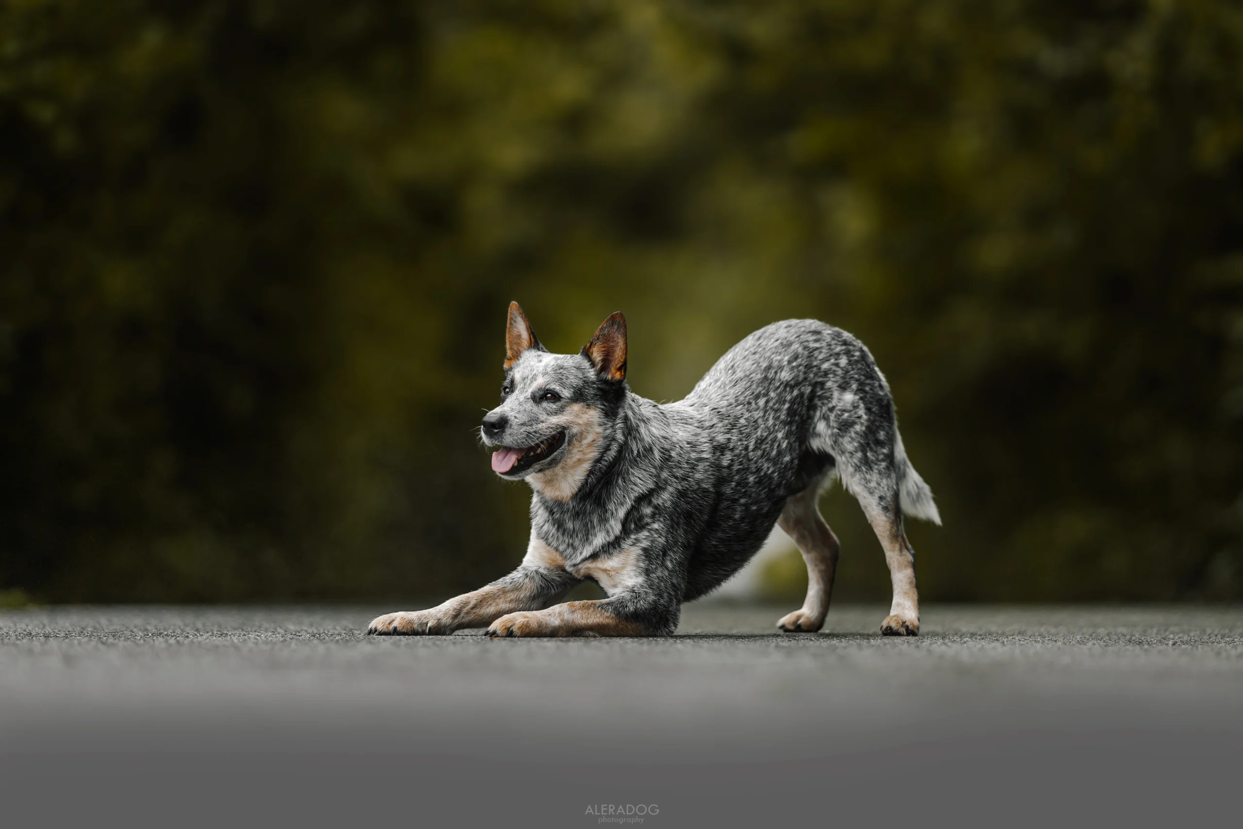 Adahy Warrigal Paws